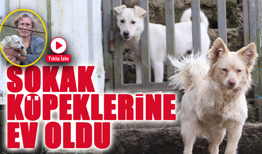 Nurhayat Aslanoğlu: Sokak Köpeklerine Ev Olup Can Oldu