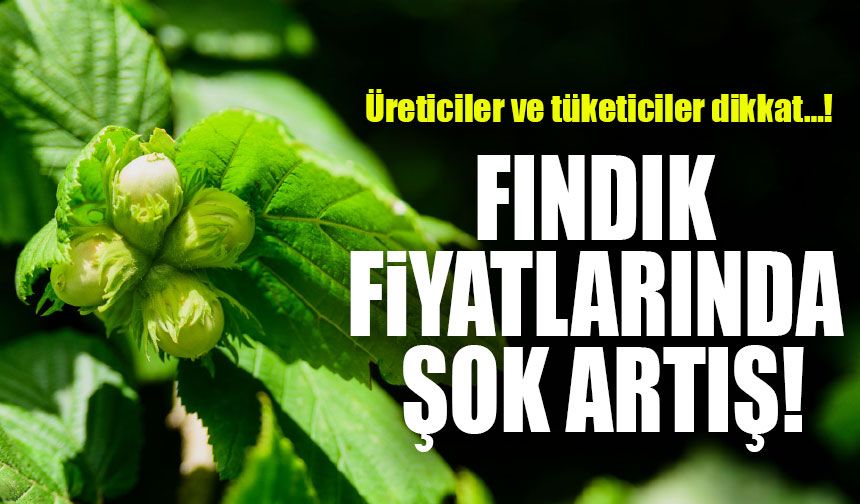 Fındıkta Şok Eden Rakamlar! Güncel Fiyatlar Belli Oldu