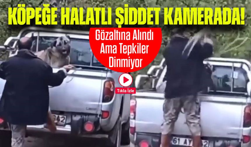 Köpeğe Halatlı Şiddet Kamerada! Gözaltına Alındı Ama Tepkiler Dinmiyor