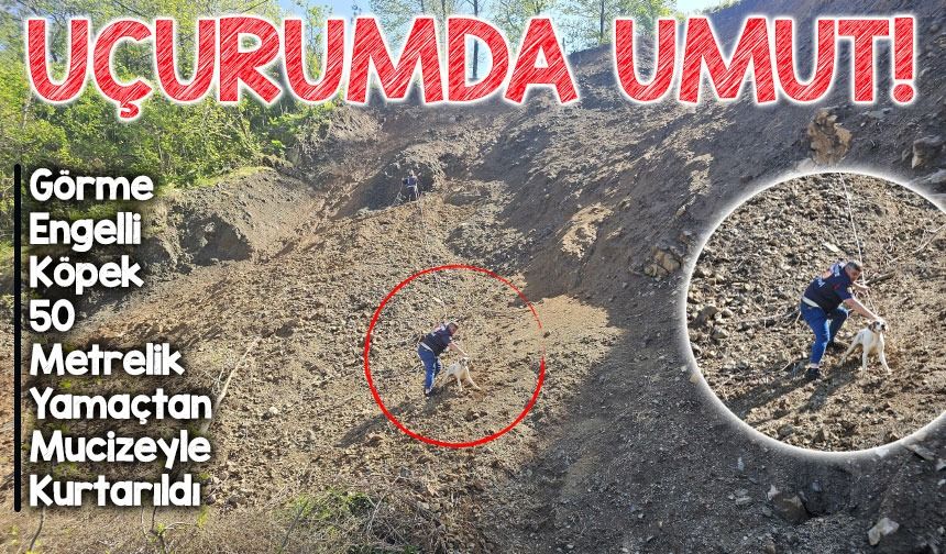 Uçurumda Umut: Görme Engelli Köpek 50 Metrelik Yamaçtan Mucizeyle Kurtarıldı!