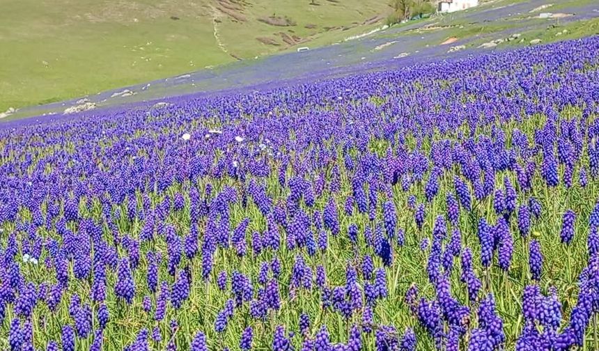 2 bin rakımlı yayla, dağ sümbülleriyle renklendi