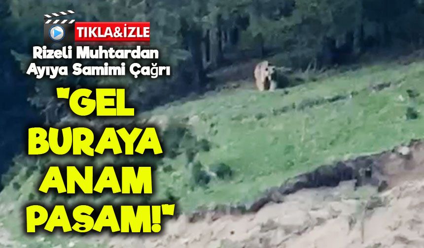 Rizeli Muhtardan Ayıya Samimi Çağrı: “Gel Buraya Anam, Paşam!”