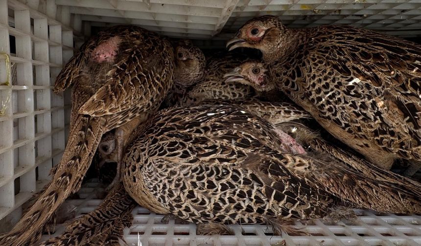 Ordu’da kahverengi kokarca ile mücadele için doğaya 800 sülün salındı