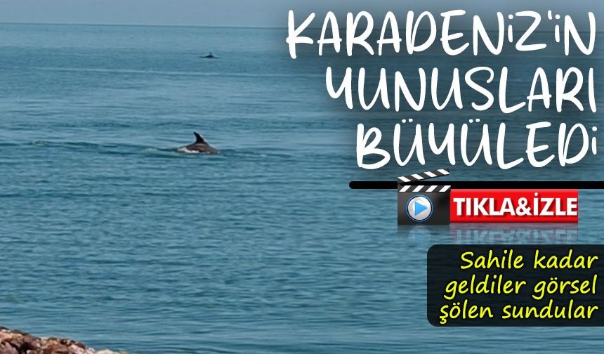 Karadeniz’de yunusların dansı: Ünye kıyılarında görsel şölen