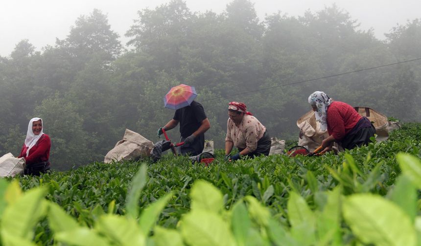 Çayda Taban Fiyata Dikkat! Rize'de Fabrikalara Sıkı Denetim