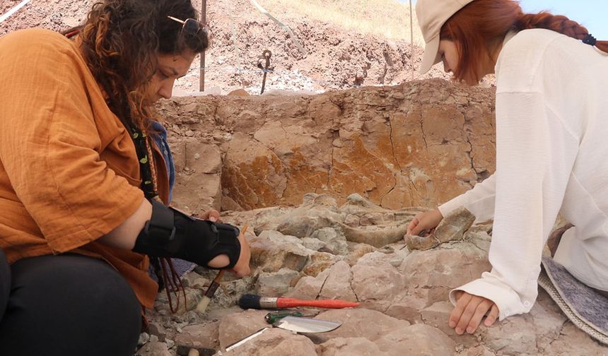 Çankırı’da 9 Milyon Yıllık Dev Fosiller Bir Arada Bulundu