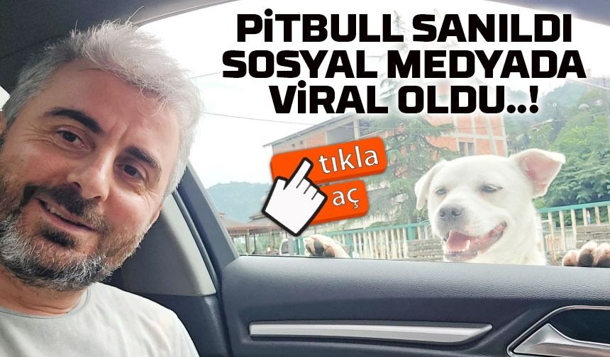 Esnafın Peşinden Ayrılmayan Köpek Sosyal Medyada Gönülleri Fethetti