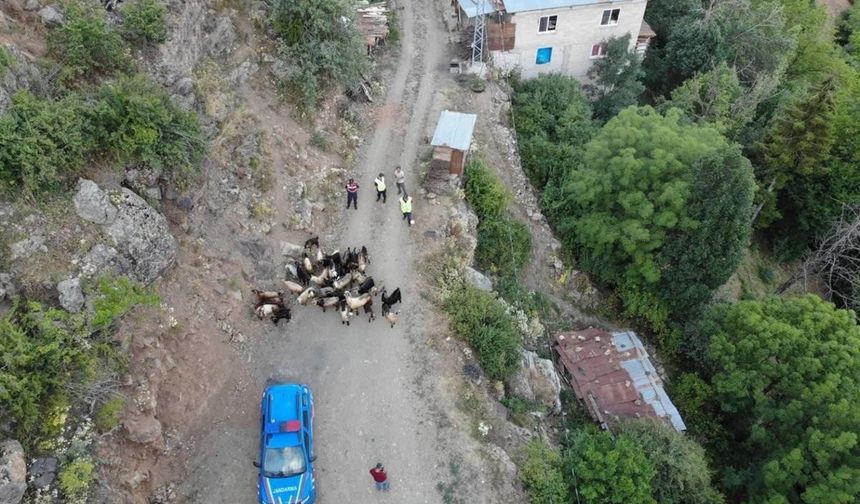 Jandarma Dronu Devrede! Kaybolan 30 Hayvan Bulundu...