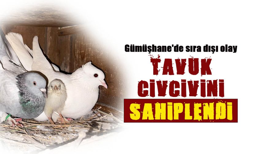 Tavuk Civcivini Sahiplendi! Gümüşhane'de Sıra Dışı Olay