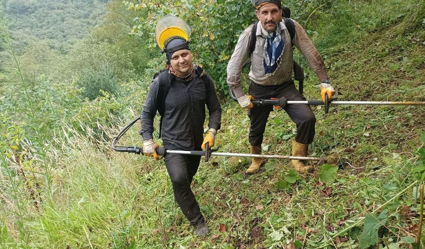 Bahçe Altı Temizlik Mesaisi Başladı! Fındık Hasadına Hummalı Hazırlık