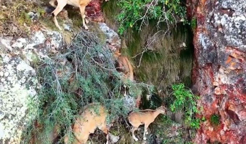 Torul'da Yaban Keçileri Kameralara Takıldı