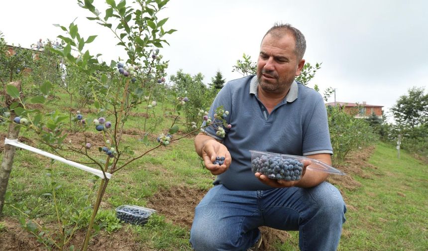 Mavi Yemiş Hasadı Başladı! Yüzleri Güldürüyor...
