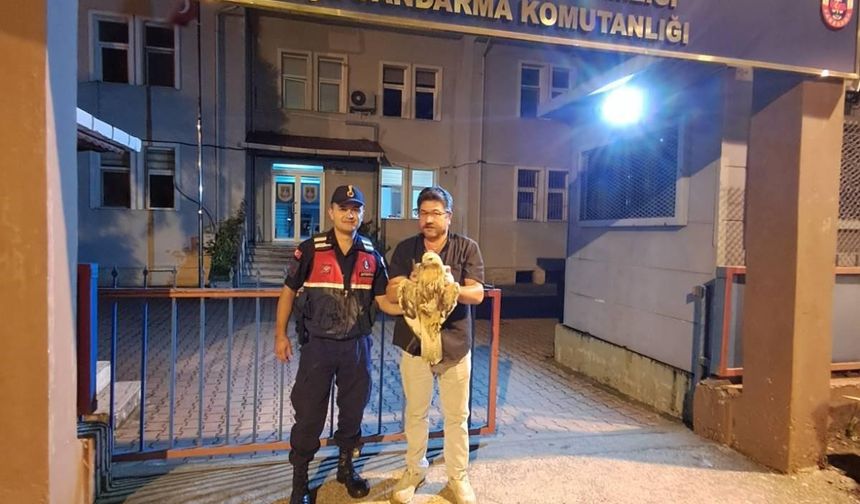 Yaralı Şahini Jandarma Kurtardı