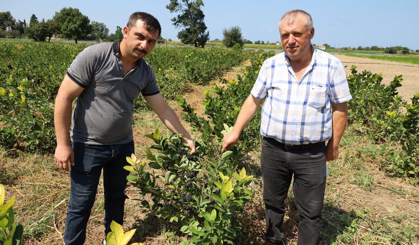 Samsun'da Aronya Üretimi Artıyor! İlk Hasat Zamanı...