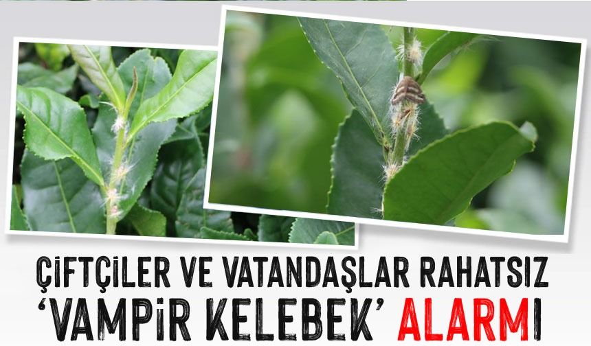 Rize’de ‘Vampir Kelebek’ Alarmı: Çiftçiler ve Vatandaşlar Rahatsız