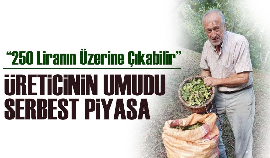 Fındık Üreticilerinden Fiyat Beklentisi: “250 Liranın Üzerine Çıkabilir”