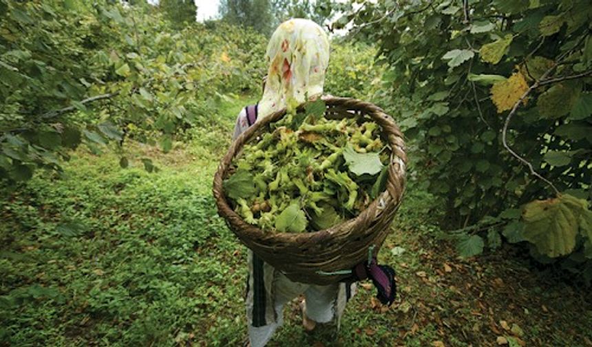 Giresun Ziraat Odası Başkanı Nurittin Karan fındık üreticisine seslendi