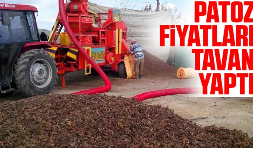 Fındıkta Rekolte Düştü, Patoz Mesaisi Kısaldı