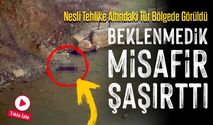 Nesli Tehlike Altındaki Tür Bölgede Görüldü: Beklenmedik Misafir Şaşırttı!
