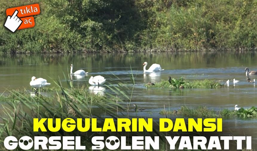 Kızılırmak’ta Kuğuların Dansı Görsel Şölen Yarattı