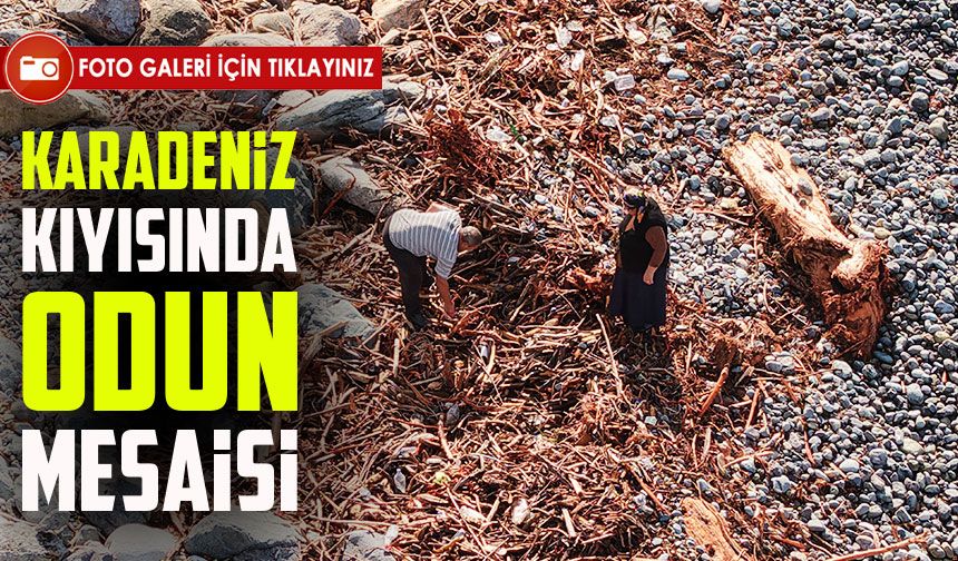 Derelerin Karadeniz’e taşıdığı odunlar Rizeliler’in kışlık yakacağı oldu