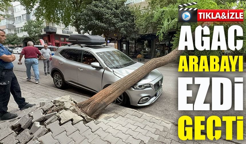 Samsun’da akasya ağacı otomobilin üzerine devrildi: Trafik aksadı
