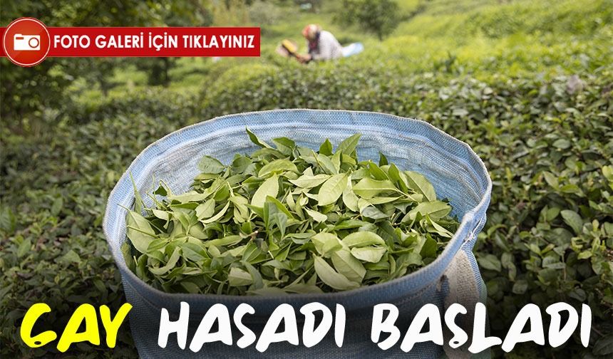 Rizeli kadınların çay mesaisi: Hasat elleriyle hayat buluyor