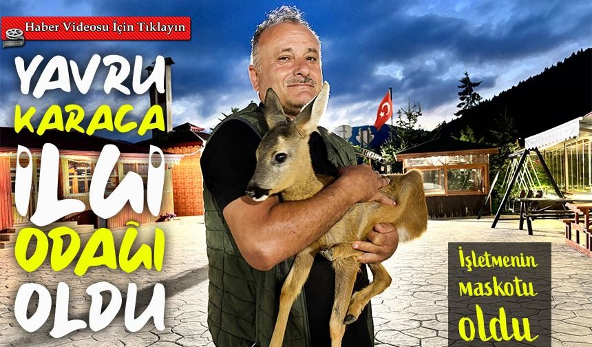 Trabzon’da yavru karaca işletmenin maskotu oldu: ‘Pınar’ herkesi şaşırtıyor