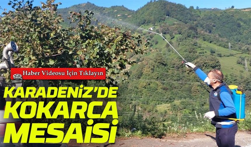 Trabzon ve Ordu'da Kahverengi Kokarca Alarmı: Mücadele Seferberliği Başladı