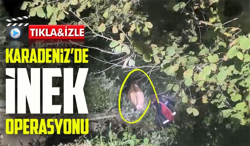 Artvin’de Uçuruma Düşen İnek Zorlu Operasyonla Kurtarıldı