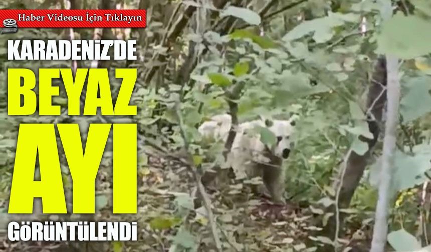 Çamlıhemşin’de Bir İlk: Beyaz Ayı ve Yavruları Görüntülendi