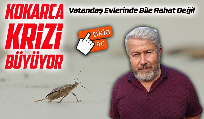 Ordu’da Kahverengi Kokarca Alarmı: Vatandaş Evlerinde Bile Rahat Değil