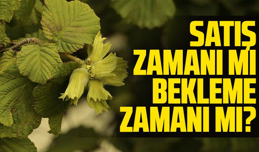 Bugün Fındıkta satış zamanı mı bekleme zamanı mı? 290 – 315 TL Arası Fiyatlar Kararı Zorlaştırıyor