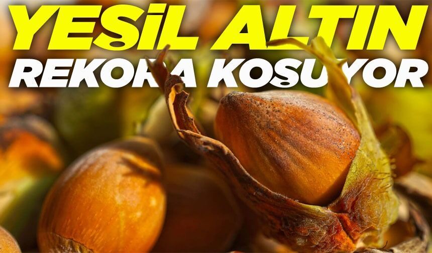 Karadeniz’de Fındık Depremi Rakamlar Tersine Döndü; İşte o fiyatlar...