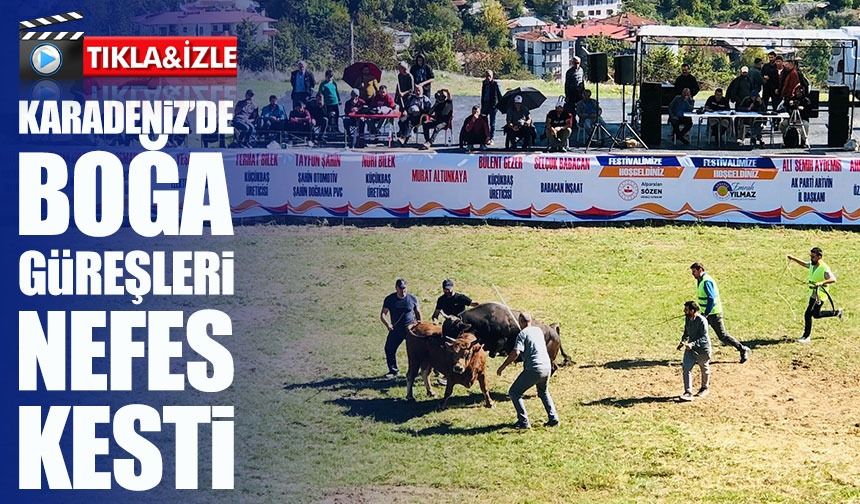 Ardanuç’ta Ertelenen Boğa Güreşleri Festivali Coşkuyla Tamamlandı