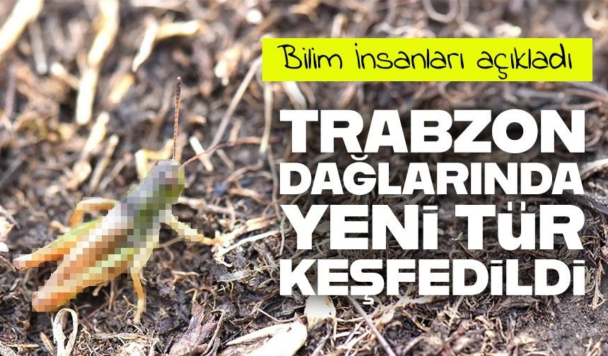 Trabzon’un Dağlarında Yeni Çekirge Cinsi Keşfedildi: Salmanihippus