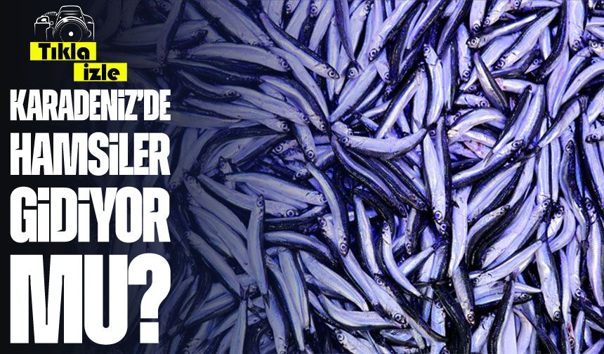 Karadeniz'de Sıcak Deniz Suyu Hamsinin Göçünü Erken Tamamlamasına Neden Oldu