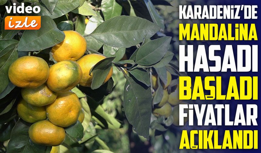 Rize’de Mandalina Bereketi:;  Hasat Başladı, Fiyatlar Açıklandı