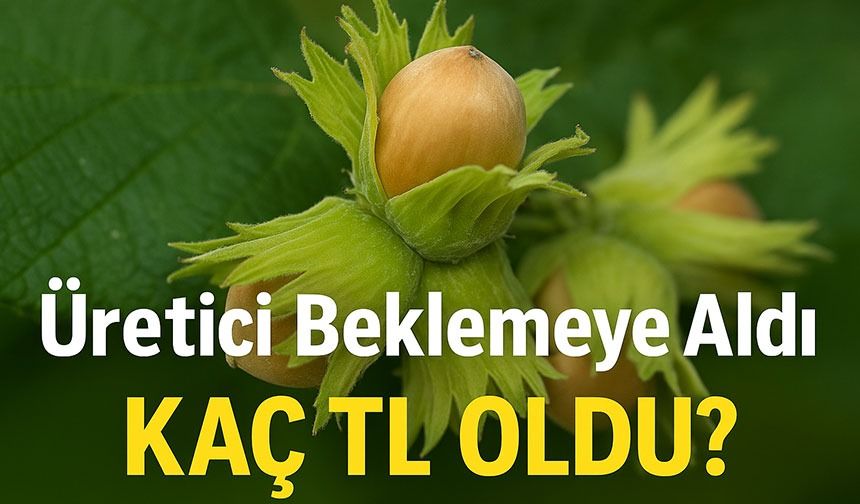 Fındık Piyasasında Son Dakika: Fiyatlarda Düşüş mü Var, Yükseliş mi Bekleniyor?