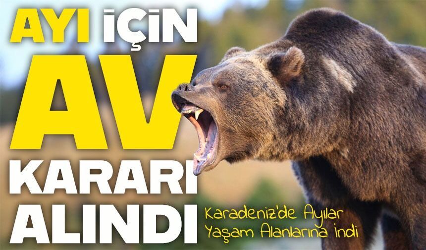 Rize’de Ayı Tehlikesi Büyüyünce Av Kararı Geldi: Sürek Avı Ne Zaman Yapılacak?
