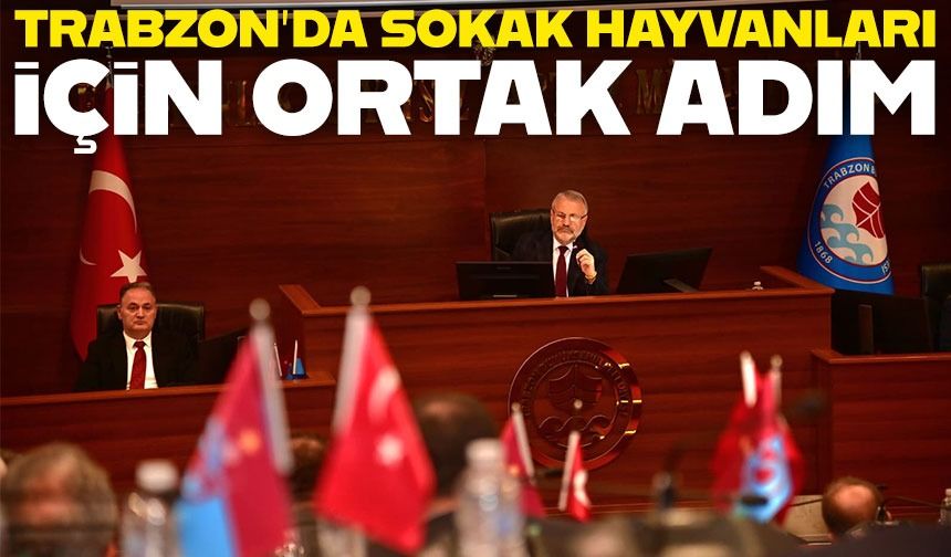 Trabzon’da Sokak Hayvanları İçin Ortak Adım: 17 İlçeden Birlikte Hamle