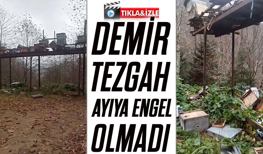 Rize’de Ayı Saldırılarına Demir Tezgâh da Engel Olamadı