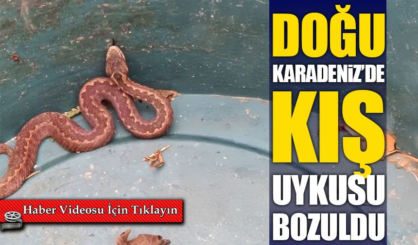 Doğu Karadeniz’de kış uykusu bozuldu: Ayılardan sonra yılanlar da ortaya çıktı