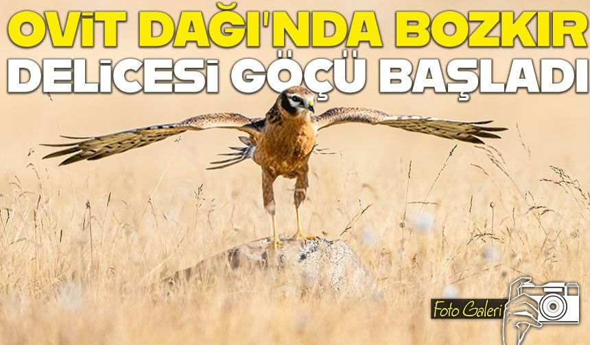 Ovit Dağı, Bozkır Delicesi Göçüne Sahne Oluyor: Yırtıcı Kuş Gözlemcilerinin Yeni Rotası