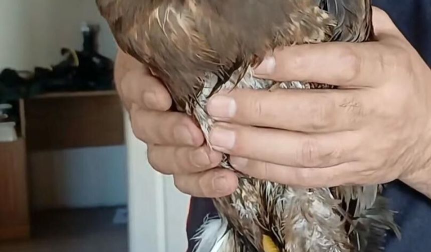 Giresun'da yaralı halde bulunan şahin koruma altına alındı