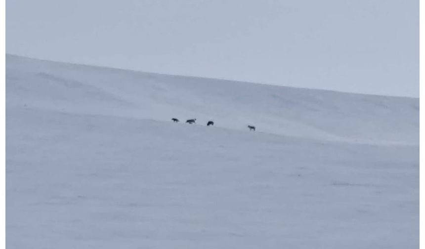 Diyadin'de kurt sürüsü görüldü