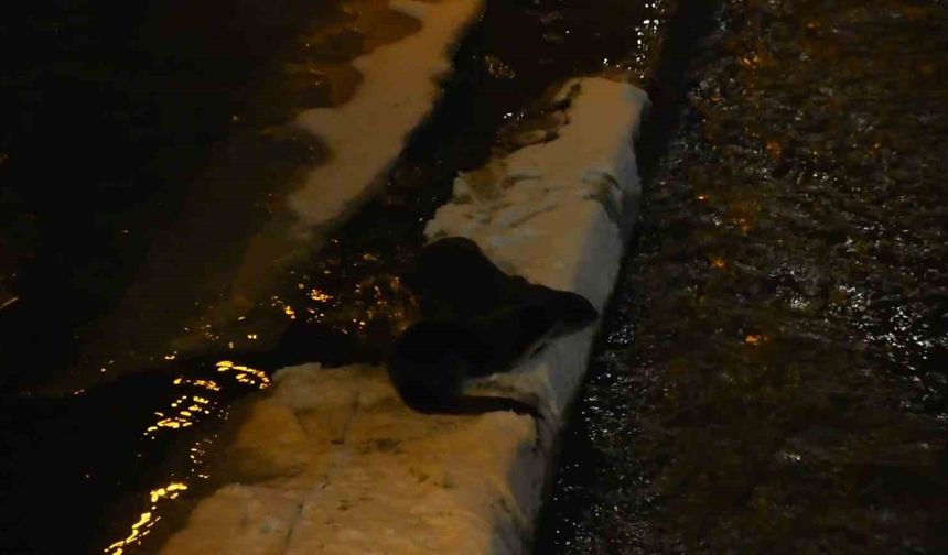 Harşit Çayı'nda nesli tehlike altındaki su samurları görüntülendi