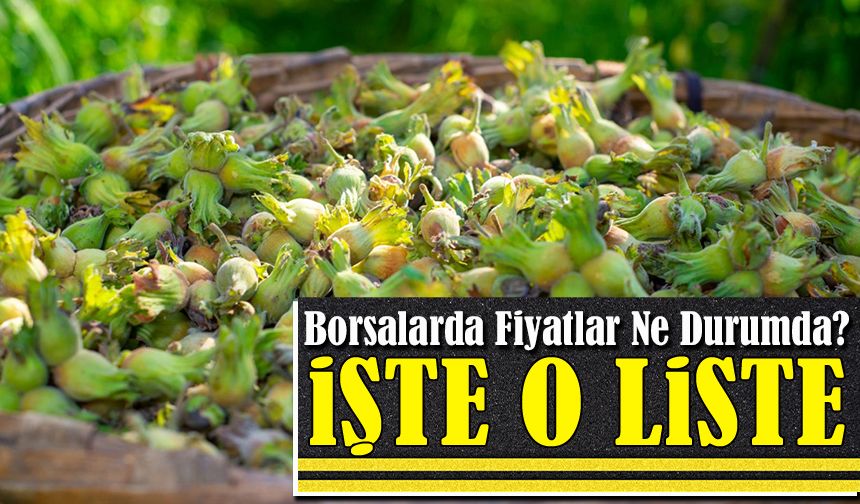 Trabzon'da Güncel Fındık Fiyatları Ordu, Giresun, Samsun Fiyat Listesi