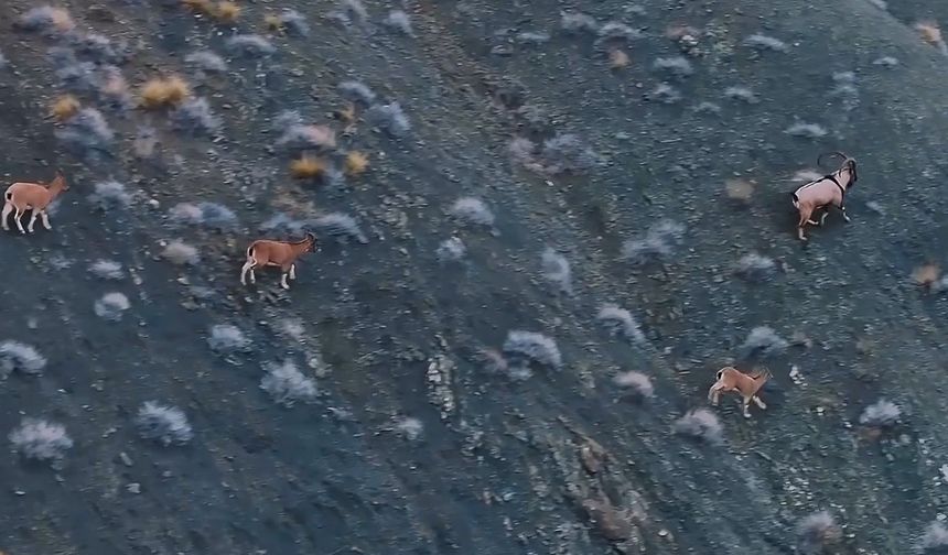 Giresun'da yaban keçisi envanter çalışması yapıldı