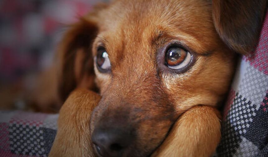 Almanya'da köpek sahiplerine vergi yükü: Yıllık ücret bin 660 euroya kadar çıkıyor